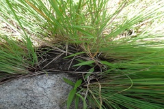 Ceropegia bulbosa var. lushii